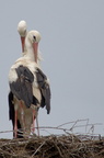 Cigogne blanche - Ciconia ciconia