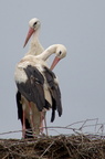 Cigogne blanche - Ciconia ciconia