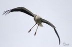 Cigogne blanche - Ciconia ciconia