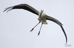 Cigogne blanche - Ciconia ciconia
