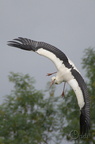 Cigogne blanche - Ciconia ciconia
