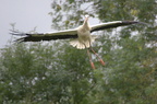 Cigogne blanche - Ciconia ciconia