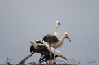 Cigogne blanche - Ciconia ciconia
