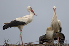 Cigogne blanche - Ciconia ciconia