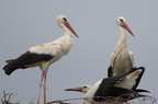 Cigogne blanche - Ciconia ciconia