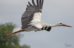 Cigogne blanche - Ciconia ciconia
