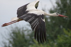 Cigogne blanche - Ciconia ciconia