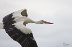 Cigogne blanche - Ciconia ciconia