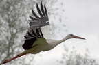 Cigogne blanche - Ciconia ciconia
