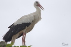Cigogne blanche - Ciconia ciconia