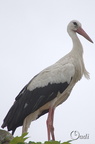 Cigogne blanche - Ciconia ciconia