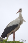Cigogne blanche - Ciconia ciconia