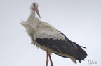 Cigogne blanche - Ciconia ciconia