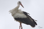 Cigogne blanche - Ciconia ciconia