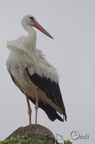 Cigogne blanche - Ciconia ciconia