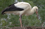 Cigogne blanche - Ciconia ciconia