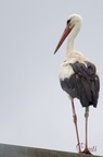 Cigogne blanche - Ciconia ciconia