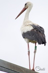 Cigogne blanche - Ciconia ciconia