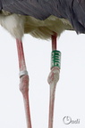 Cigogne blanche - Ciconia ciconia