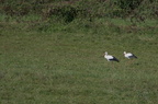 Cigogne blanche - Ciconia ciconia