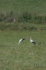 Cigogne blanche - Ciconia ciconia