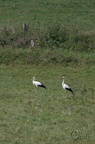 Cigogne blanche - Ciconia ciconia