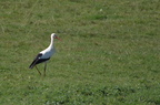 Cigogne blanche - Ciconia ciconia