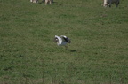 Cigogne blanche - Ciconia ciconia