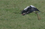 Cigogne blanche - Ciconia ciconia