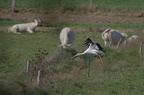 Cigogne blanche - Ciconia ciconia