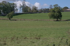 Cigogne blanche - Ciconia ciconia