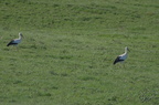 Cigogne blanche - Ciconia ciconia