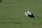 Cigogne blanche - Ciconia ciconia