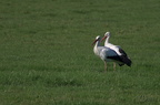 Cigogne blanche - Ciconia ciconia