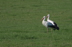 Cigogne blanche - Ciconia ciconia