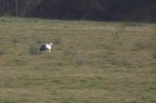 Cigogne blanche - Ciconia ciconia