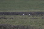 Cigogne blanche - Ciconia ciconia
