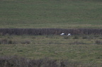 Cigogne blanche - Ciconia ciconia