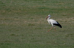 Cigogne blanche - Ciconia ciconia