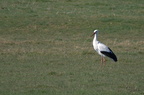 Cigogne blanche - Ciconia ciconia