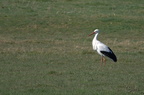 Cigogne blanche - Ciconia ciconia