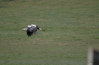 Cigogne blanche - Ciconia ciconia