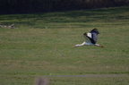 Cigogne blanche - Ciconia ciconia