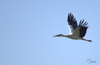 Cigogne blanche - Ciconia ciconia