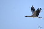 Cigogne blanche - Ciconia ciconia
