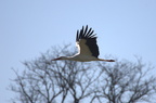 Cigogne blanche - Ciconia ciconia