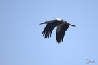 Cigogne blanche - Ciconia ciconia