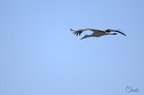 Cigogne blanche - Ciconia ciconia