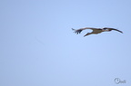 Cigogne blanche - Ciconia ciconia
