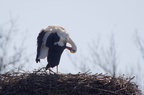 Cigogne blanche - Ciconia ciconia